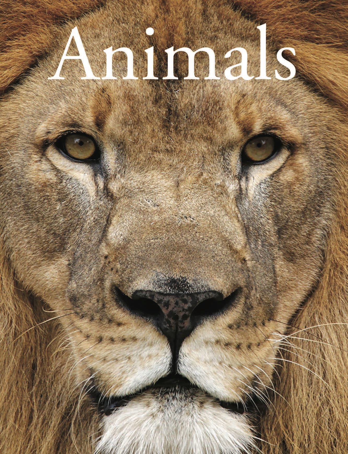 Animals - Amber Books