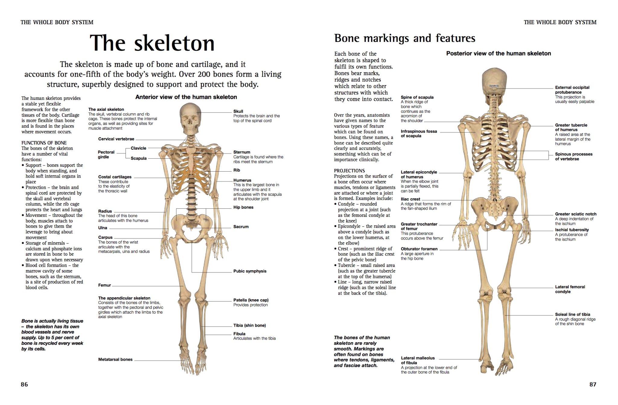 How Your Skeleton Works - Amber Books