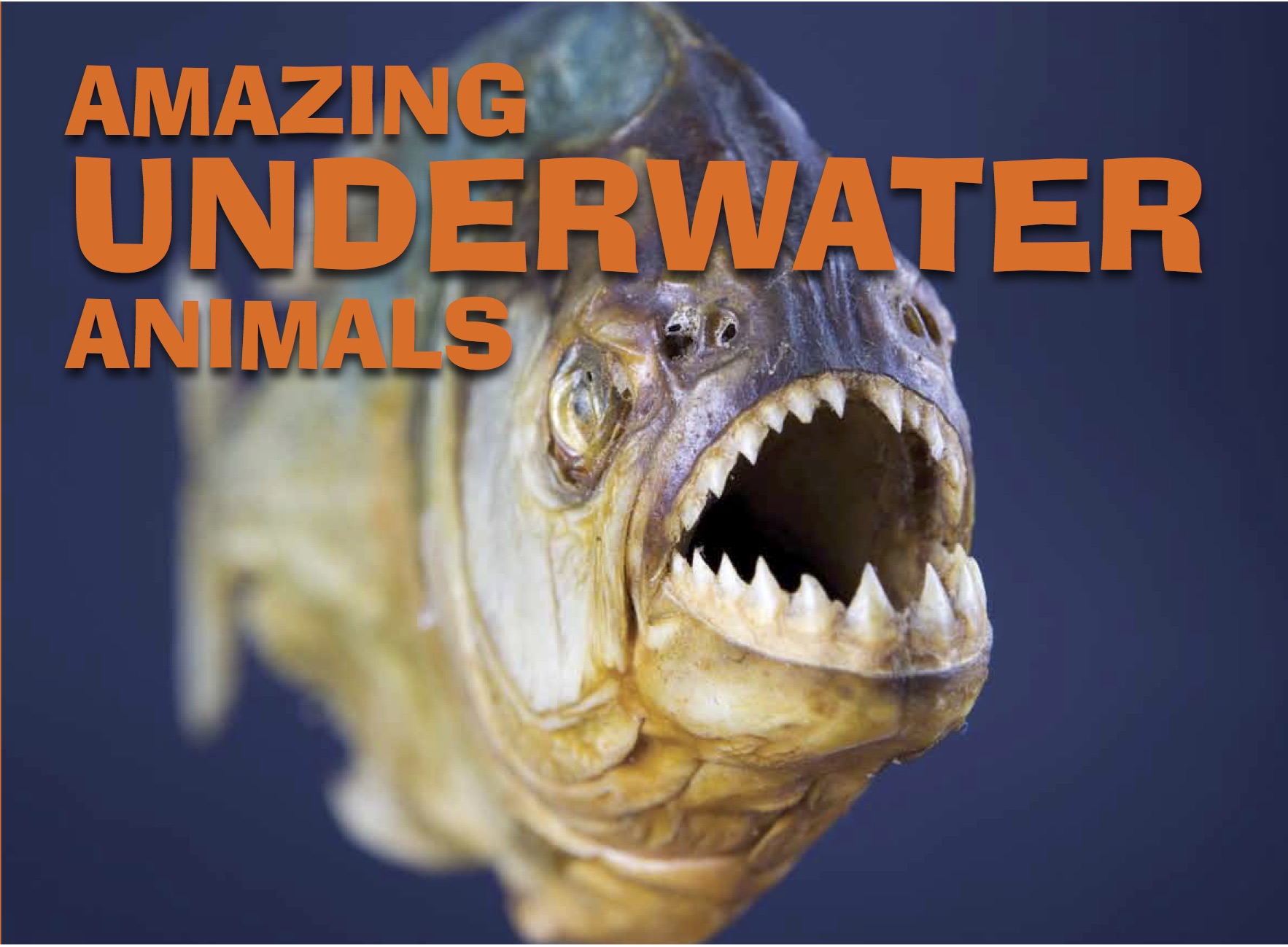 Amazing Animals: Underwater Animals