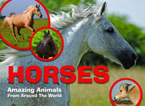 Amazing Animals: Horses