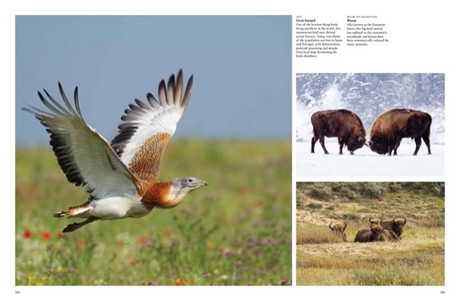 Endangered Animals [in photographs] by Tom Jackson - Amber Books