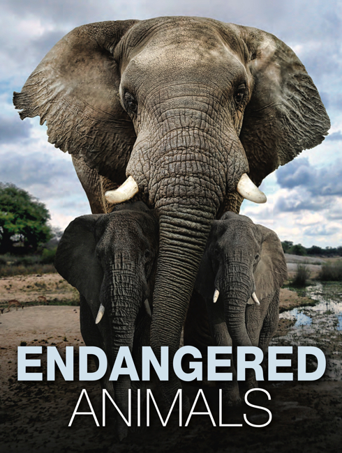 Endangered Animals cover