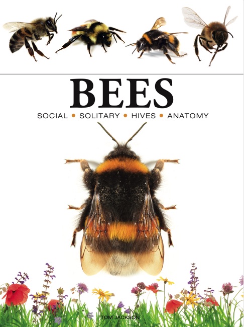 Bees by Tom Jackson book cover
