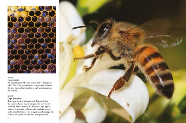Bees by Tom Jackson published by Amber Books Ltd