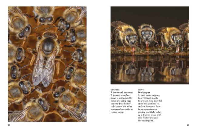 Bees by Tom Jackson published by Amber Books Ltd