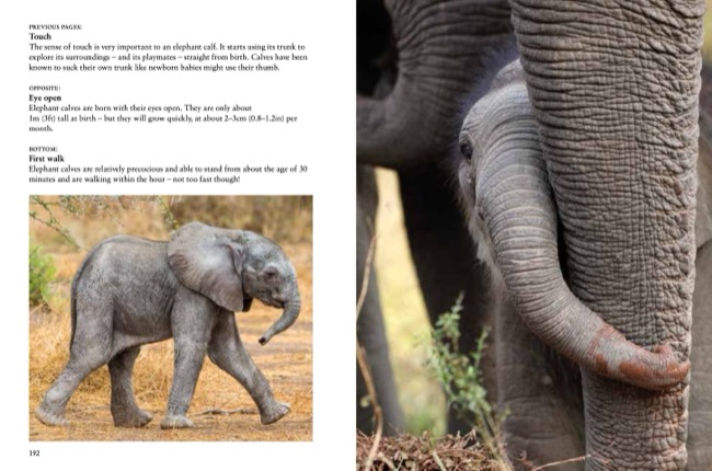 Elephants by Tom Jackson published by Amber Books Ltd