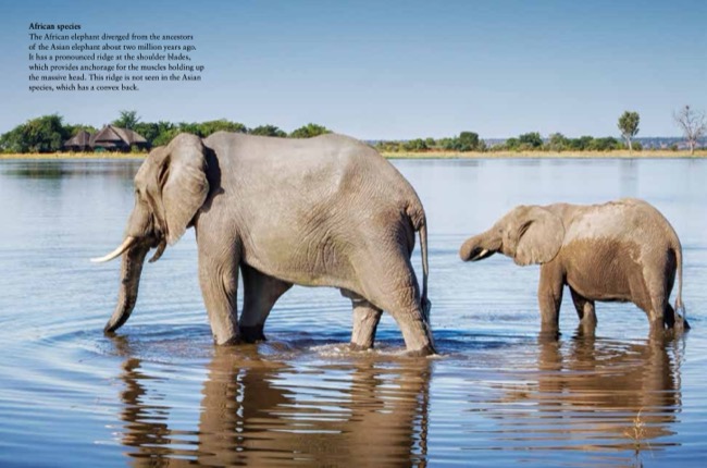 Elephants by Tom Jackson published by Amber Books Ltd