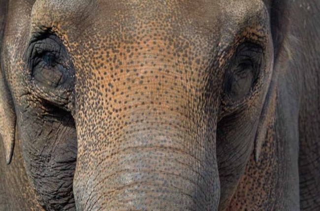 Elephants by Tom Jackson published by Amber Books Ltd