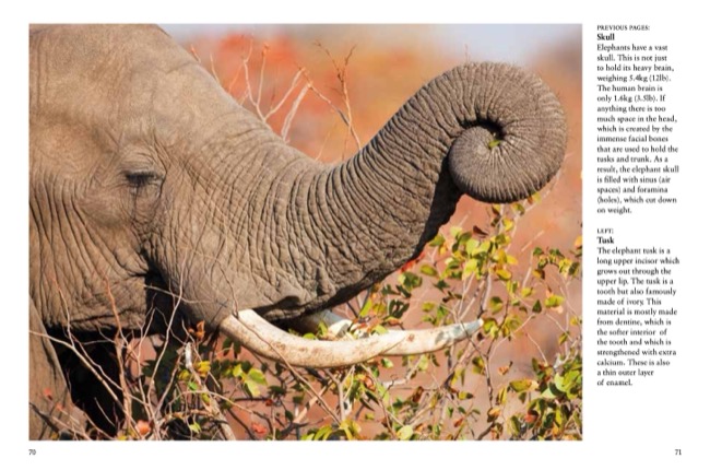 Elephants by Tom Jackson published by Amber Books Ltd