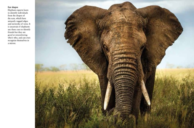 Elephants by Tom Jackson published by Amber Books Ltd