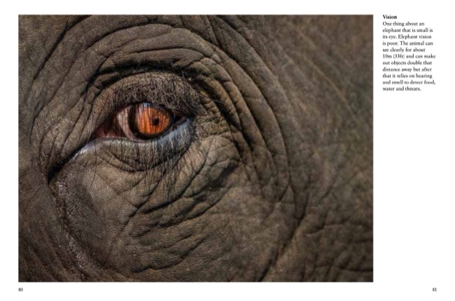 Elephants by Tom Jackson published by Amber Books Ltd