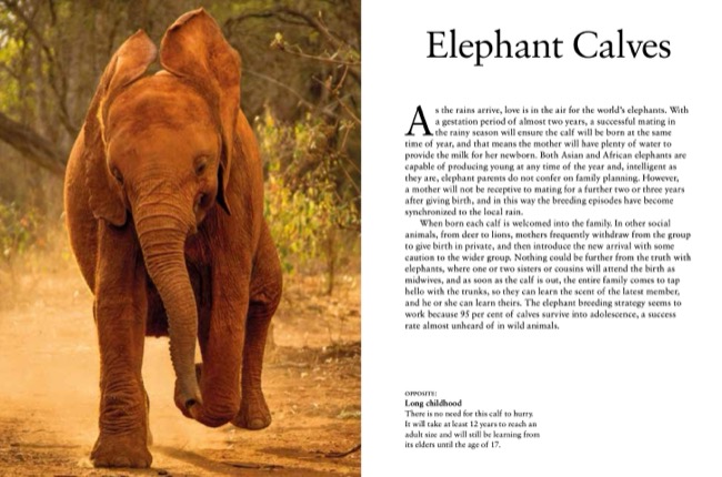 Elephants by Tom Jackson published by Amber Books Ltd