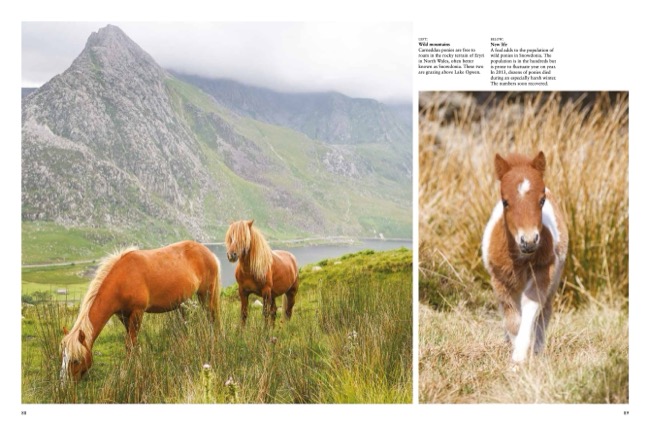 Wild Horses by Tom Jackson published by Amber Books Ltd