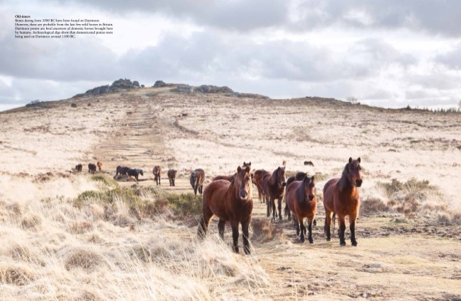 Wild Horses by Tom Jackson published by Amber Books Ltd