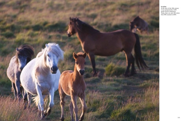 Wild Horses by Tom Jackson published by Amber Books Ltd