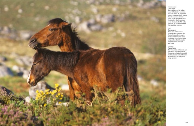 Wild Horses by Tom Jackson published by Amber Books Ltd