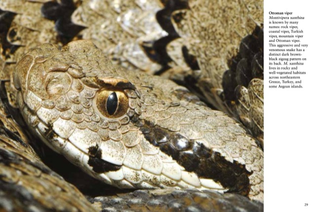 Snakes by Julianna Photopoulos