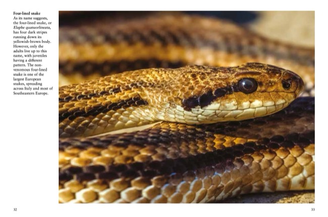 Snakes by Julianna Photopoulos