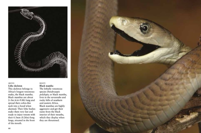 Snakes by Julianna Photopoulos