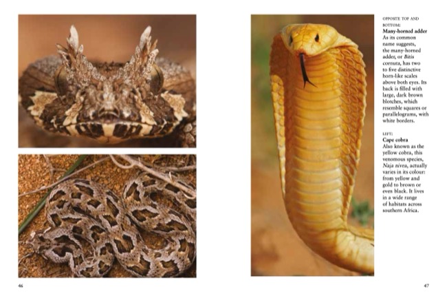 Snakes by Julianna Photopoulos