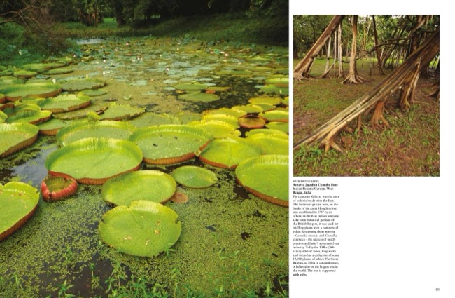 9781838865252 Amazing Gardens by Vivienne Hambly published by Amber Books Ltd