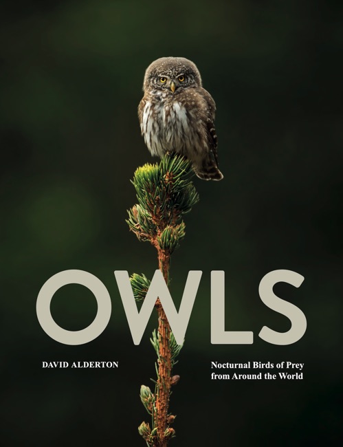 Owls